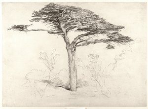 Vieux cèdre dans le jardin botanique, Chelsea - Samuel Palmer